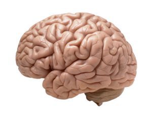 dopamine production, substantia nigra, brain health, neurotransmitters, protein peptides, dopaminergic neurons, Parkinson’s disease prevention, mitochondrial support brain, antioxidant peptides, neuroprotective peptides, brain peptides, dopamine and peptides, neuroinflammation, tyrosine and dopamine, peptides for brain health