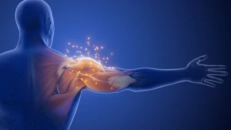 Repairing Muscles with Protein Peptides